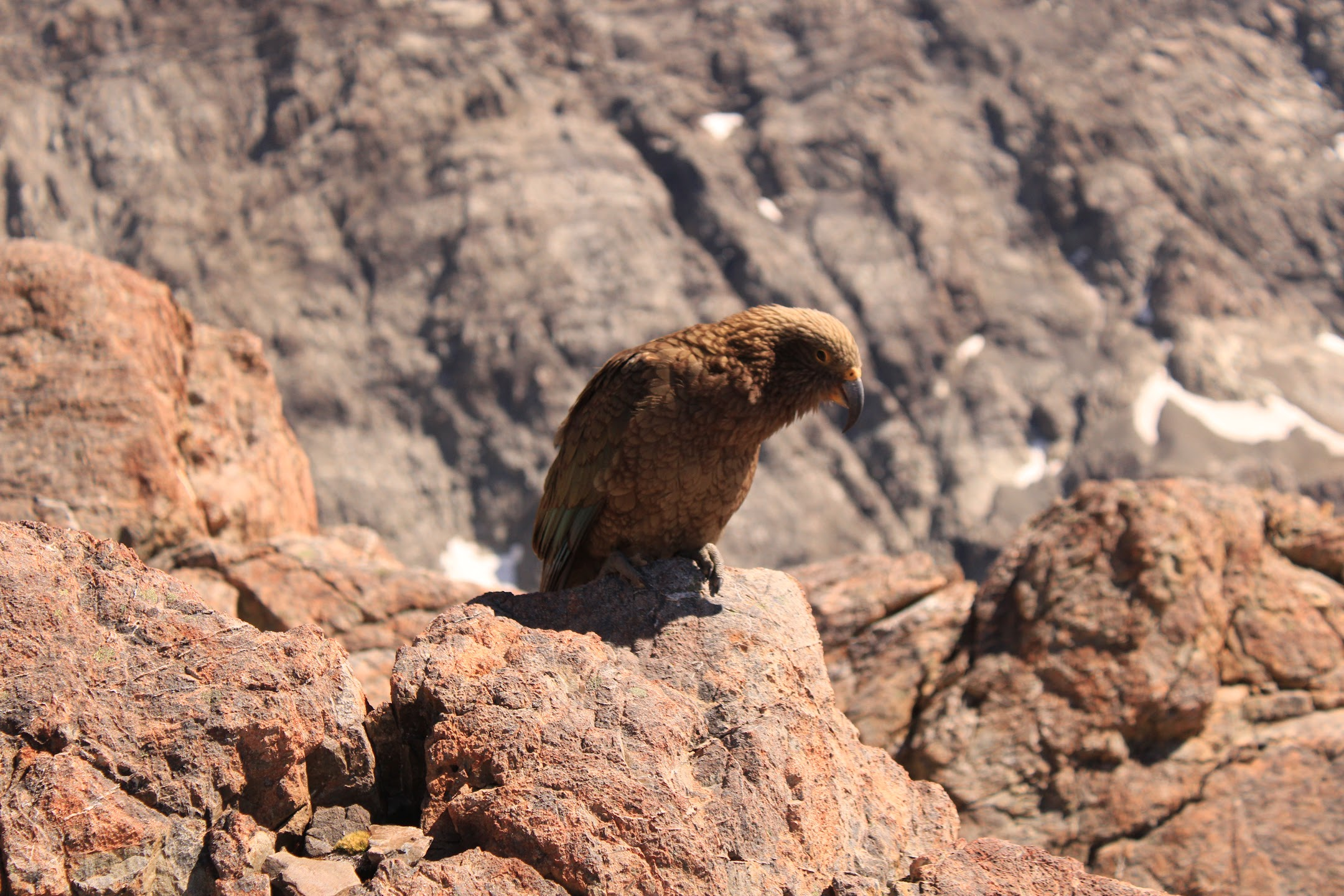 Kea near Mount Cook
